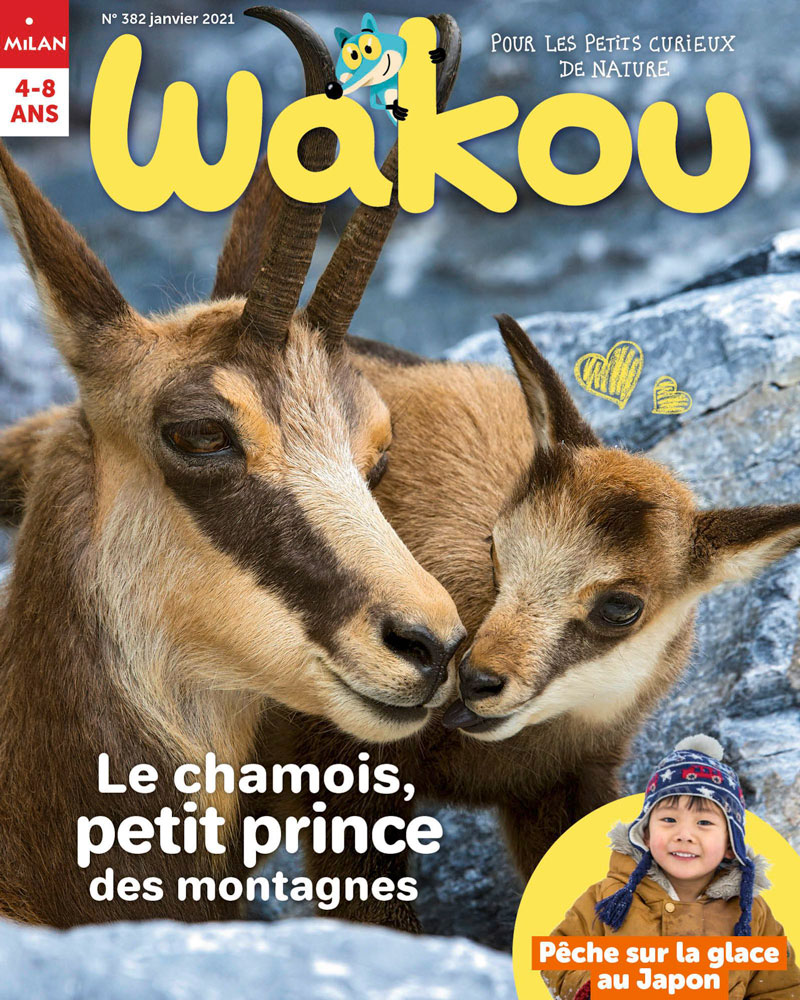 Wakou, 382 - Janvier 2021 - Le chamois, petit prince des montagnes