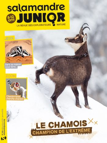 Salamandre Junior, 133 - Décembre 2020 - Janvier 2021 - Le chamois, champion de l'extrême